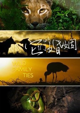 它們的婚姻(全集)